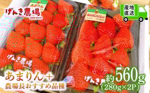 【事前受付】いちご あまりん +農場長おすすめ品種 560g (280g×2P)  苺 食べ比べ イチゴ ストロベリー 産地直送 ご当地 果物 くだもの フルーツ デザート 食品 冷蔵 げんき農場 埼玉県 羽生市