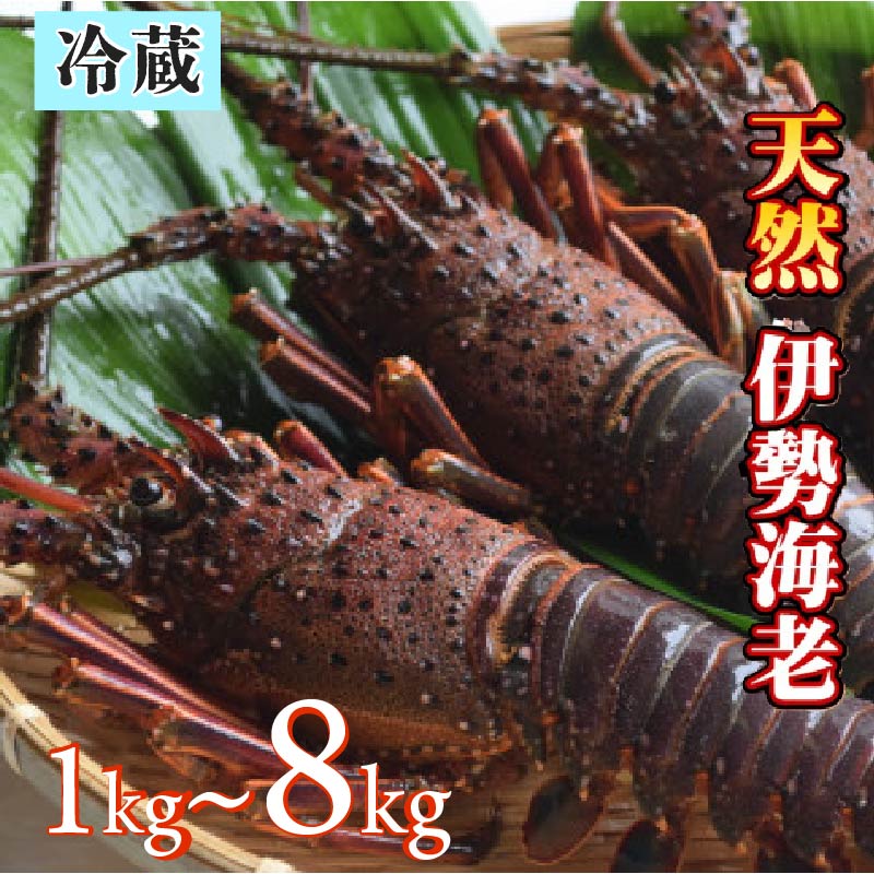 【ふるさと納税】 天然 伊勢海老 1.0kg ~ 8.0kg 新鮮 活き 伊勢エビ 産地直送 冷蔵 生食 エビ 海老 海鮮 魚介類 魚貝 えび 刺し身 お刺身 刺身 さしみ お正月 お祝い ギフト 贈答用 高知県 黒潮町