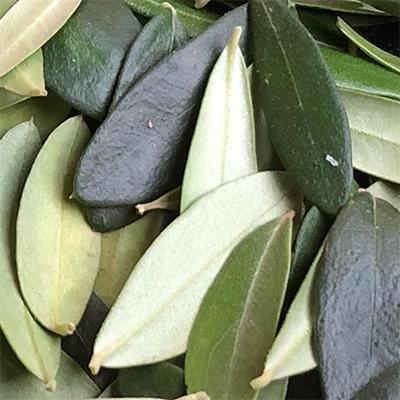 ふるさと納税 沼津市 オリーブのほうじ茶(ティーバッグ5包)×3セット |  | 03