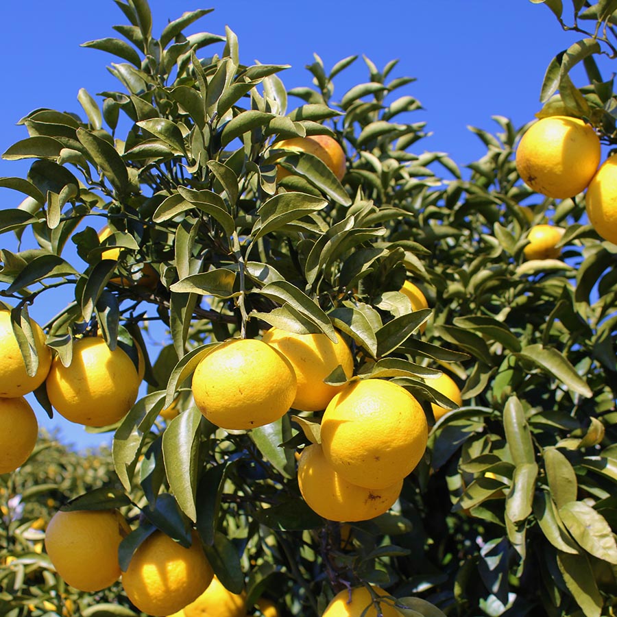 露地日向夏（オール葉付）2.5ｋｇ化粧箱入り（５Lサイズ）