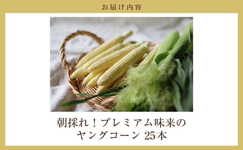 《2027年5月～発送》朝採れ！プレミアム味来のヤングコーン　25本・S099-080