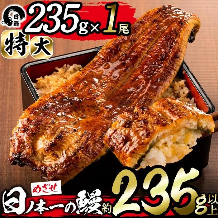 ＜期間限定規格＞日ノ本一の鰻の蒲焼き＜特大＞1尾(約235g以上) うなぎ 鰻 ウナギ 国産 鹿児島県産 九州産 蒲焼き 冷凍 うな重 ひつまぶし a4-071-sbs