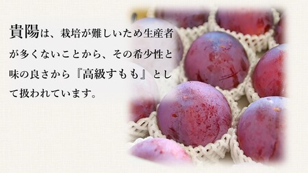 5-17  【令和6年7月下旬より8月上旬発送予定】すもも「貴陽」約1.8kg