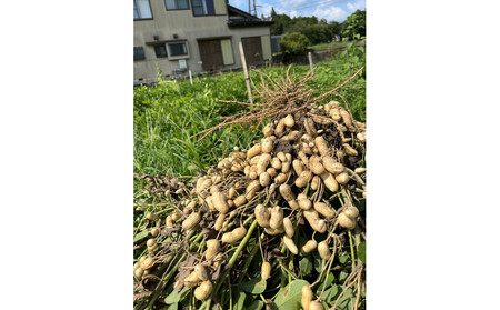 愛知県豊田市産 【生落花生】 1.5kg