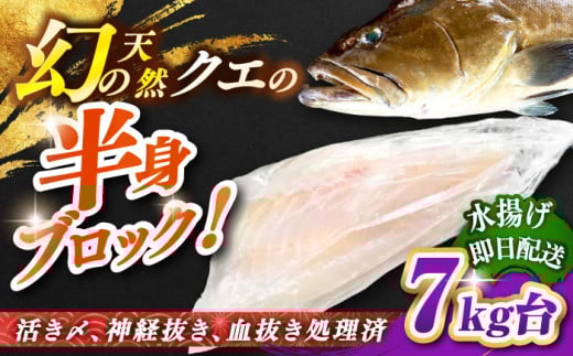 天然クエ（一本丸ものサイズ 7キロ台・半身ブロック） [JBS097]   28万 300000 300000円 30万円