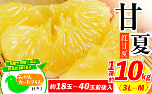 みかん 好き必見 甘夏 熊本県産(津奈木町産含む) 甘夏 約 10kg (約18～40玉前後) 柑橘 大玉 ミカン《2月中旬-4月末頃出荷予定》 フルーツ 旬 甘夏みかん 果物 訳あり 定期 でない
