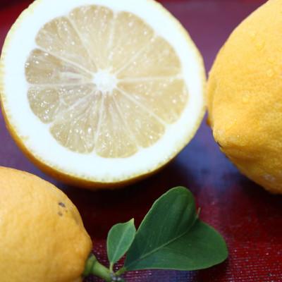 ふるさと納税 香川県 露地レモン　約2kg(10〜20玉) |  | 01