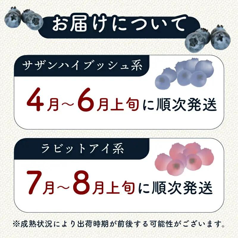 【先行予約】完熟生ブルーベリー サザンハイブッシュ系 600g (2027年4月～発送) | フルーツ 果物 ベリー