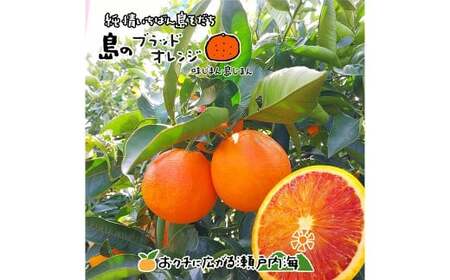 【希望の島】 ブラッドオレンジ 特選品 中玉 2kg 愛媛県 松山市 中島産 オレンジ 柑橘 贈答用 果物 くだもの フルーツ デザート 国産 常温 【2026年3月上旬～4月下旬迄順次発送予定】（1021）