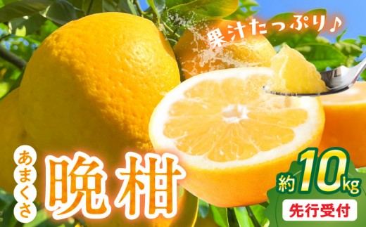 
                  S149-002_あまくさ晩柑 約10kg【先行受付】
                