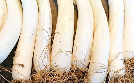 明治から守る伝統野菜「曲がりネギ」約9kg F7X-0076