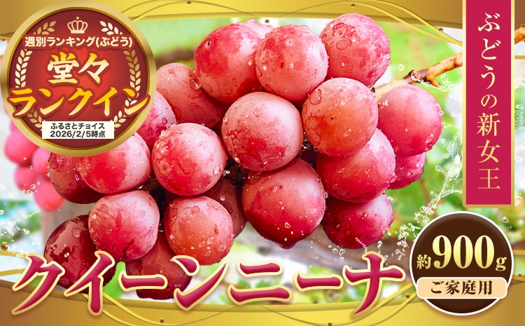 
                  ぶどう【寄附額見直しました！】【先行予約】クイーンニーナ 約900g 株式会社シグマサポート《9月中旬-11月上旬頃出荷》三重県 東員町 ぶどう ブドウ フルーツ 果物 冷蔵 冷蔵便 クインニーナ 葡萄
                