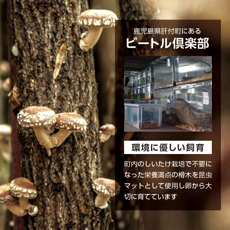 【C76001】ヘラクレスオオカブト（ヘラクレスヘラクレス）カブトムシ　成虫ペア　オス（120mm台）　メス（フリーサイズ）_イメージ4