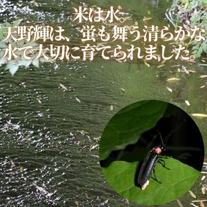 河内長野産米　ヒノヒカリ　「天野輝」 5kg（精米後約4.5kg） 米 コメ こめ 新米 白米