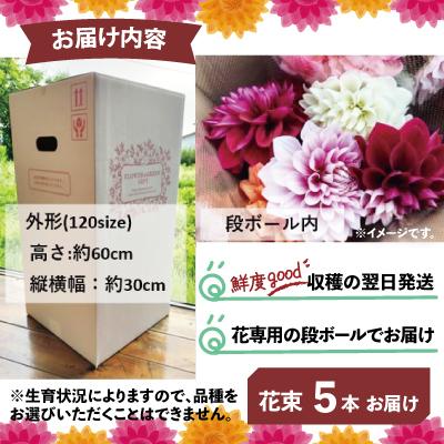 ふるさと納税 大館市 新鮮!綺麗!秋田のダリア〈5本花束〉 |  | 03