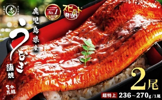 【志布志市制20周年記念】【10営業日以内に発送】【数量限定】鹿児島県産うなぎ蒲焼 名水慈鰻 超特上 2尾(1尾あたり236～270g)＜計500g以上＞ a5-352