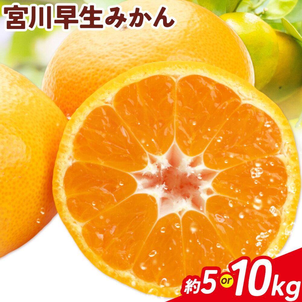 【ふるさと納税】宮川早生みかん 選べる 約5kg 約10kg マルツネ農園《12月上旬-1月下旬頃出荷》 和歌山県 日高川町 旬 果物 みかん 蜜柑 フルーツ 柑橘 産地直送 送料無料