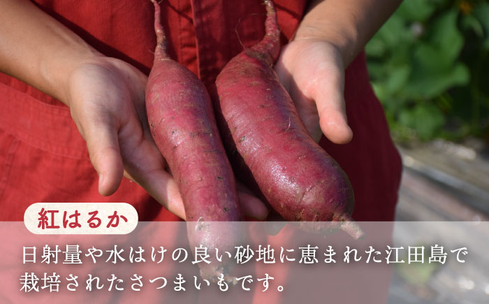 【全12回定期便】もっちり生地！もみぢ饅頭 さつまいも餡（和風/洋風）各12個 お菓子 スイーツ おやつ もみじ饅頭 広島 江田島市/峰商事合同会社[XAD032]