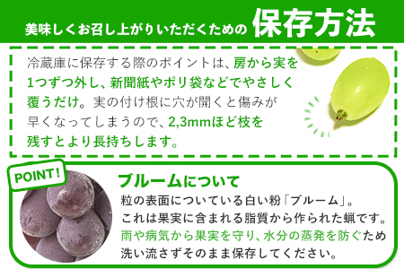 秀品 ニューピオーネ シャインマスカット 詰合せ 約1.2kg《9月中旬～11月上旬頃に出荷予定(土日祝除く)》｜シャインマスカットニューピオーネ st-p