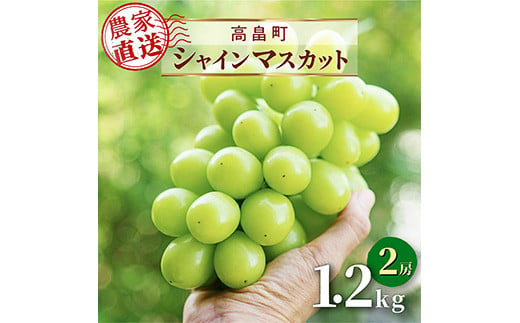 
            ≪2025年先行予約≫ご家庭用 山形県 高畠町産 シャインマスカット 1.2kg(2房) 2025年9月下旬頃から順次発送 ぶどう ブドウ 葡萄 マスカット 大粒 種なし 高級 くだもの 果物 フルーツ 秋果実 産地直送 農家直送 数量限定 農業者支援 ご自宅用 訳あり F21B-128
          