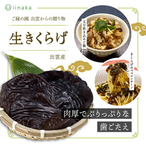 出雲市産生きくらげ