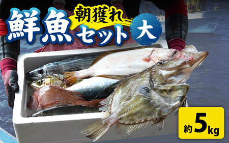 【朝獲り】漁師厳選 鮮魚セット (大) 5種類以上 約5kg  [E-018001]  魚 産地直送