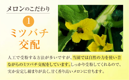 【先行予約】渥美半島産 青木さんちのタカミメロン 樹上完熟 4玉~5玉 約5kg メロン タカミメロン 青肉メロン 完熟 フルーツ 果物 デザート 農家直送 送料無料 熟成