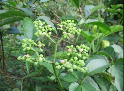 B.Bee.Honey　国産ハチミツ100%（ヤブガラシ）100g