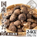 【ふるさと納税】国産しいたけ(計240g・2袋)国産 しいたけ シイタケ きのこ キノコ 常温 常温保存【九南サービス(タマチャンショップ)】