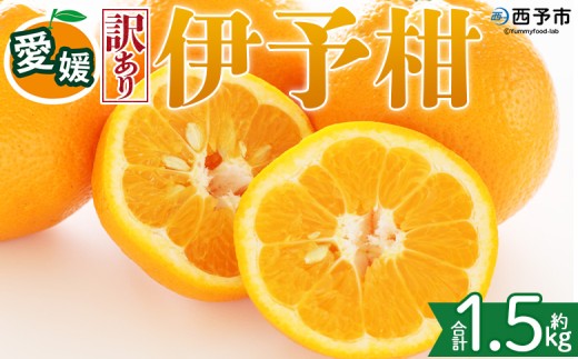 ＜【訳あり】愛媛県産 伊予柑 約1.5kg＞『2027年1月上旬～3月下旬迄順次発送予定』わけあり 訳アリ 果肉 いよかん ジューシー みかん 蜜柑 果物 くだもの フルーツ ミカン 果汁 国産 特産品 株式会社三代目みかん職人 愛媛 西予市【常温】