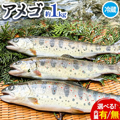 ふるさと納税】アメゴ 約1kg 選べる 内臓 あり なし 木屋平淡水養魚場《4月上旬-10月下旬頃出荷(土日祝除く)》 【配送不可地域あり】※北海道・沖縄・離島　徳島県 美馬市 川魚 アメゴ あまご 塩焼き 唐揚げ 送料無料