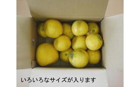 先行予約 訳あり 河内晩柑 3kg 5000円 お試し用 みかん わけあり かわちばんかん 愛南ゴールド あいなん ゴールド 夏 文旦 グレープフルーツ 和製 家庭用 少量 お試し 産地直送 国産 農