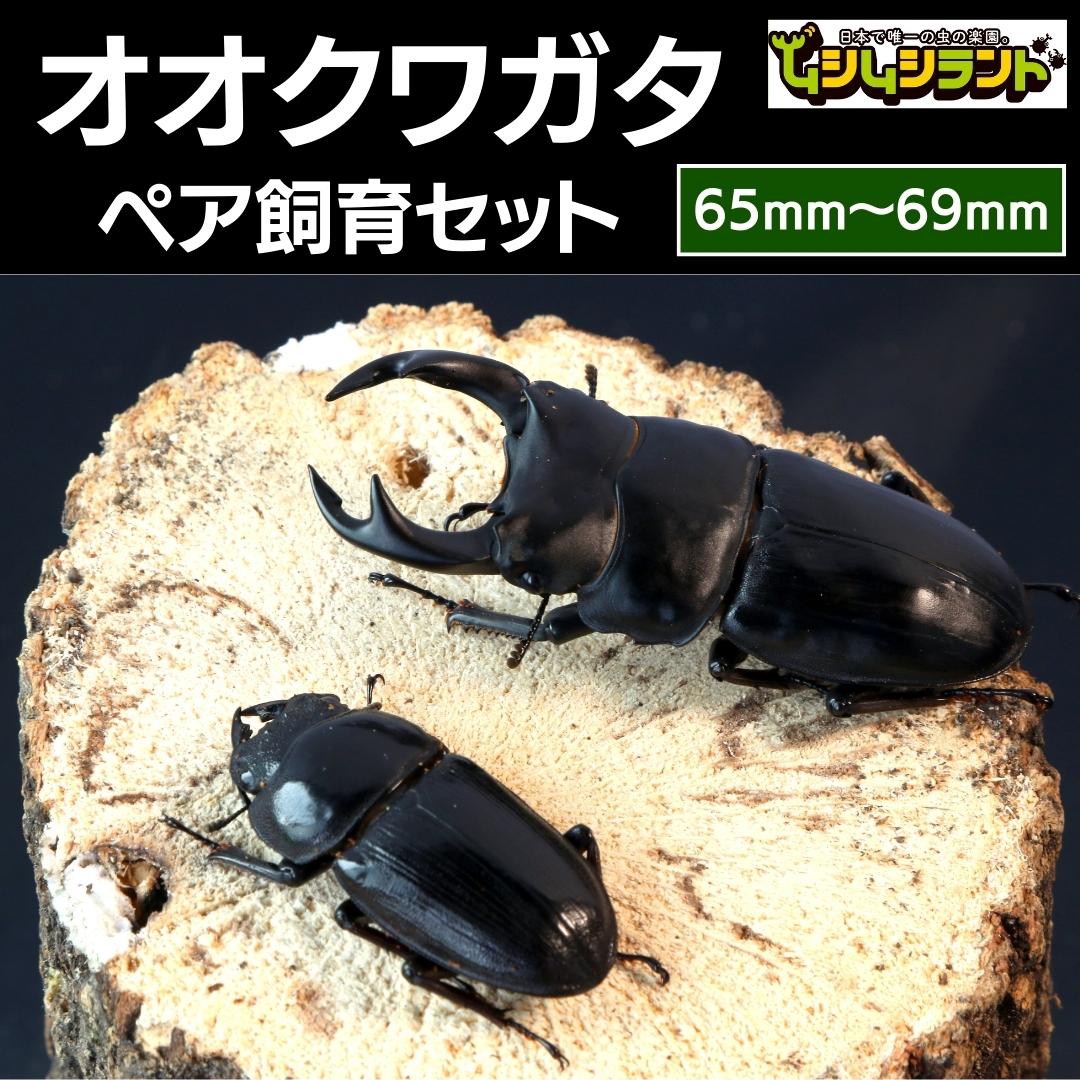 【先行予約】 オオクワガタペア 飼育 セット 65mm～69mm 2025年5月以降発送 クワガタ 自由研究 昆虫 成虫 生体 虫 飼育 夏休み 観察 自然 環境 学習 子供 孫 プレゼント 贈答 人気 福島県 田村市 田村 ふくしま たむら ムシムシランド N002-001