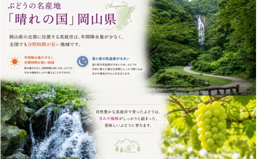 【2026年先行予約】岡山県産ご家庭用ニューピオーネ 2kg ｜ピオーネ 岡山ピオーネ ピオーネ ぴおーね ぶどう 葡萄 ブドウ 果物 フルーツ 種無し 産地直送 農家直送 岡山県 ピオーネ ぶどう 