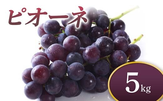 《先行予約 2026年度発送》 ピオーネ 5kg  ぶどう ブドウ 葡萄 デザート フルーツ 果物 くだもの 果実 食品 山形県 FSY-0710
