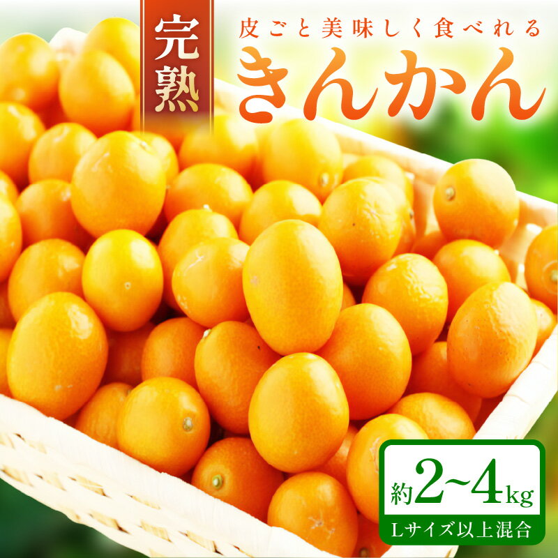 【ふるさと納税】完熟きんかん/金柑 約2kg～4kg 秀品 和歌山産≪先行予約2026年2月頃より順次発送分≫ フルーツ 果物 くだもの きんかん 柑橘 金柑 先行予約 国産 人気 おすすめ ジャム おやつ デザート