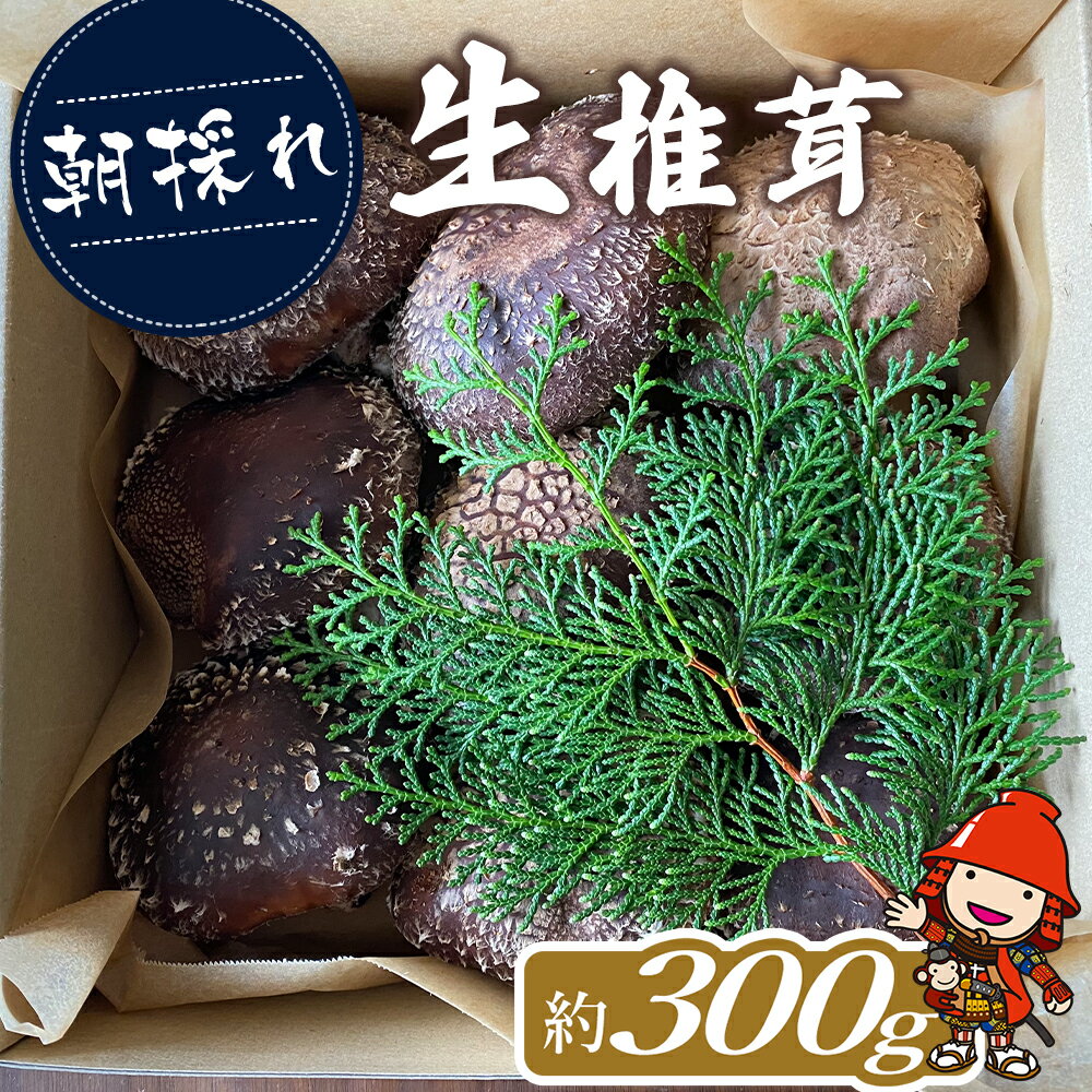 【ふるさと納税】 朝採れ 生椎茸 約300g ( 大小10個程度 ) | 生しいたけ 生シイタケ 原木栽培 茸 きのこ しいたけ 国産 大分県 中津市