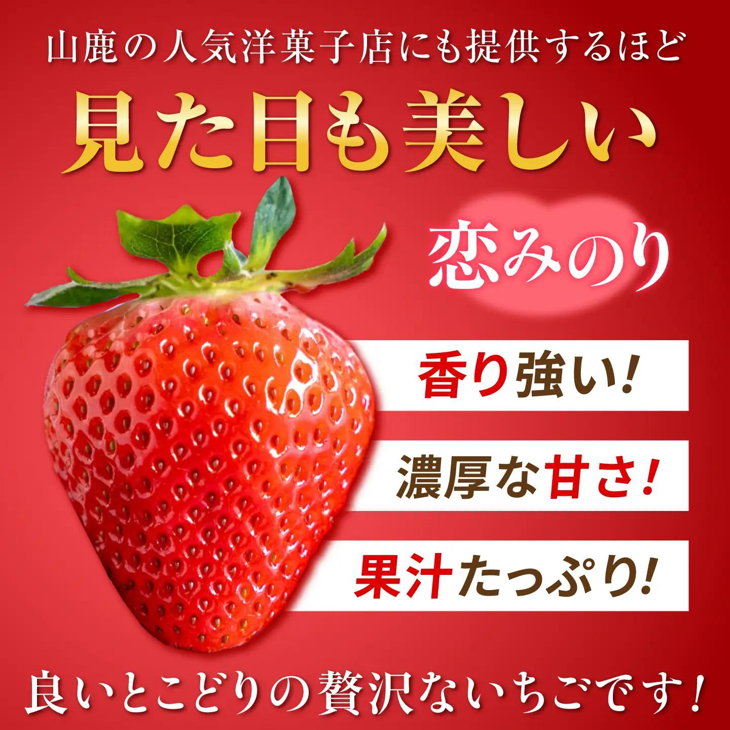 【先行予約】 いちご 恋みのり 約540g(約270g/6~11粒×2p)産地直送こば農園 熊本苺イチゴフルーツZFO001