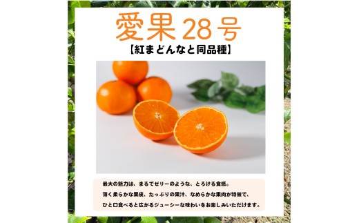 興居島産 愛媛果試28号（愛果28号）の木 1本収穫オーナー権 |  収穫体験 柑橘 あいか 紅まどんなと同品種  愛媛県 松山市 興居島