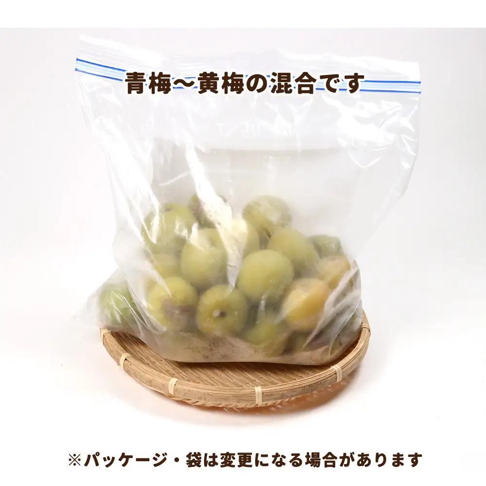 家庭用 冷凍梅 約2kg 紀州 南高梅 青梅 黄梅 完熟梅 訳あり［IKE332］