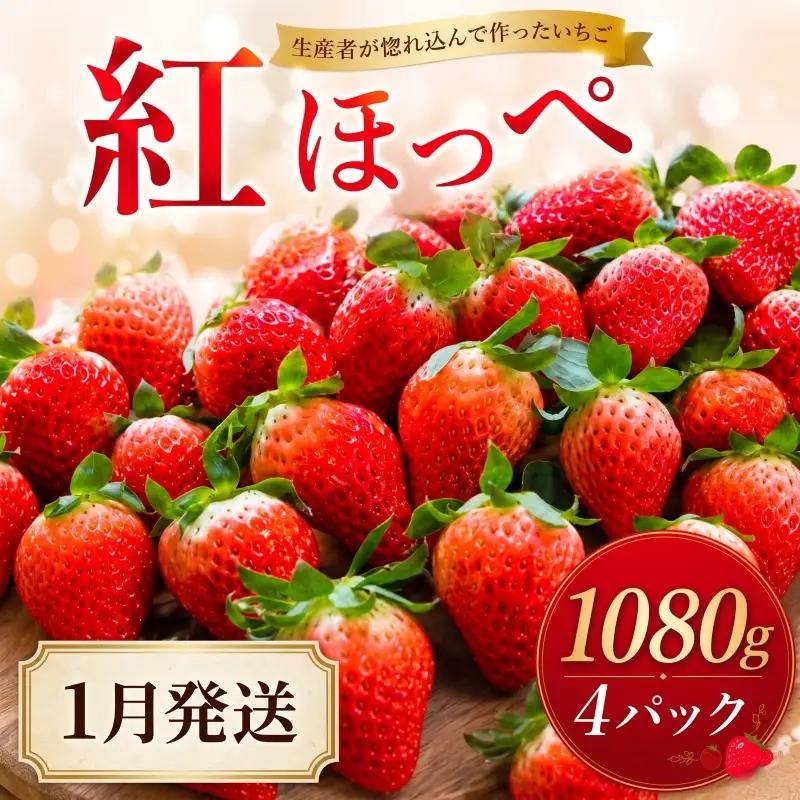 【2027年1月発送】 いちご 紅ほっぺ 計1080g 約270g×4パック いちご