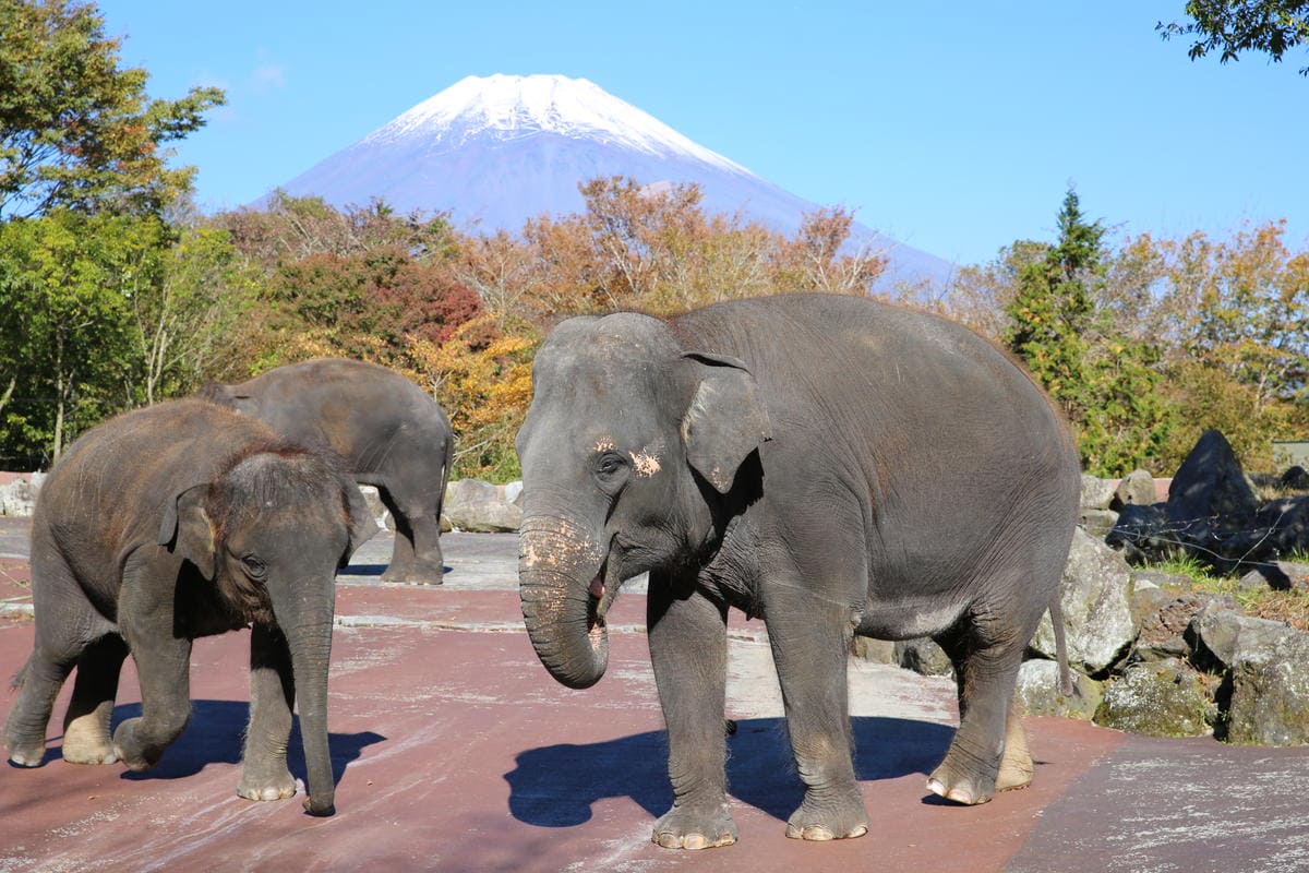 動物園 静岡 富士サファリパーク 大人 2枚 入場券 ペア ペア