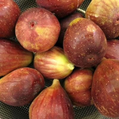 ふるさと納税 紀の川市 【厳選・産地直送】和歌山紀の川産の完熟濃厚いちじく400g×4パック入り |  | 01