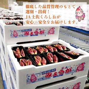 秀品 すさきのみょうが 1kg 生産量日本一 産地直送 かつおのたたき 薬味 高知県 高知 須崎 須崎市 かつおのたたき かつおのたたき かつおのたたき かつおのたたき