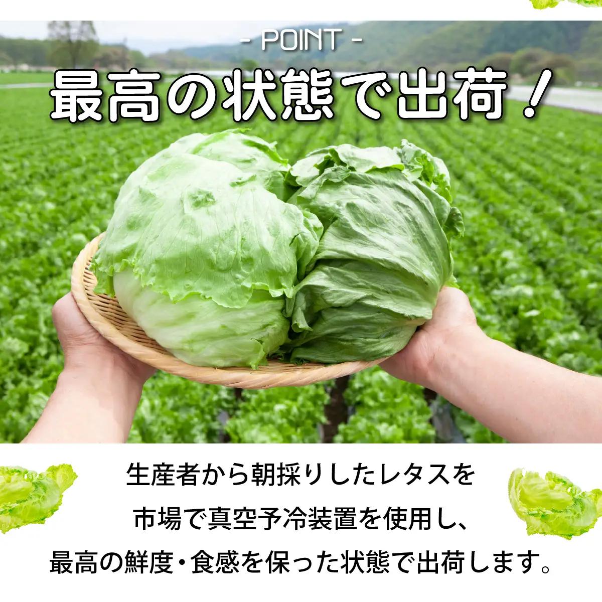 市場の目利き レタス4玉