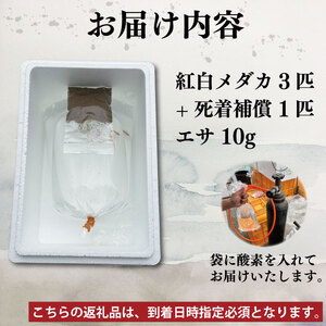 めだか 紅白 3匹 死着補償 +1匹 エサ付き 魚 生体 観賞用 ペット 【 めだか 】