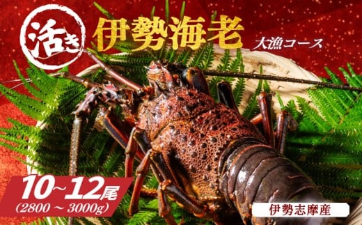 地物 活き 伊勢海老 大漁 コース 10～12尾 約2800～3000g 山金商店 伊勢えび エビ 高級 グルメ 焼き物 汁物 海鮮 特産 海の幸 魚介 海老 伊勢志摩