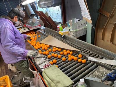 定期便 有田みかん 食べくらべ 3種 化粧箱 各約 3kg 南泰園 全3回 2024年 10月 発送開始