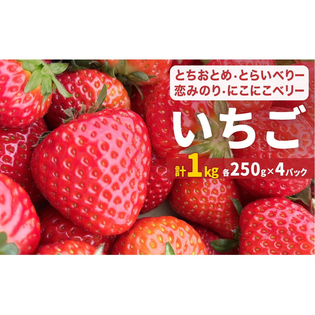 【2026年1月中旬発送開始】 いちご とちおとめ 恋みのり にこにこベリー とらいべりー 250g × 4  苺 イチゴ フルーツ 果物 ストロベリー ベリー デザート 甘み 酸味 宮城県 石巻市