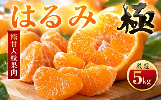 【先行受付】【果汁あふれる】とろ甘食感 はるみ　5kg　愛媛県産【49-120】ふるさと納税 みかん  柑橘 果物 フルーツ おすすめ はるみ 春見 甘い 3kg 4kg 5kg 10kg 愛媛県 八幡浜市 【1741172】 YWTZ091